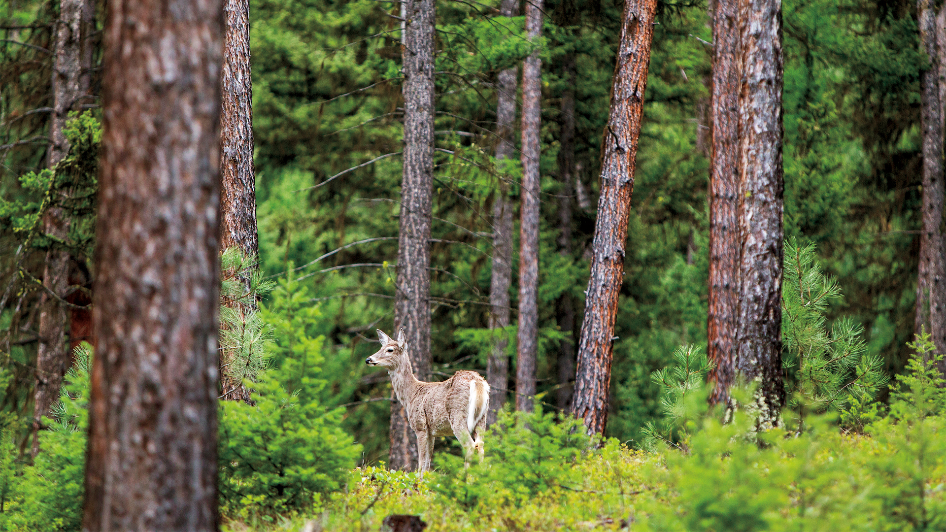 Wildlife at the green-o