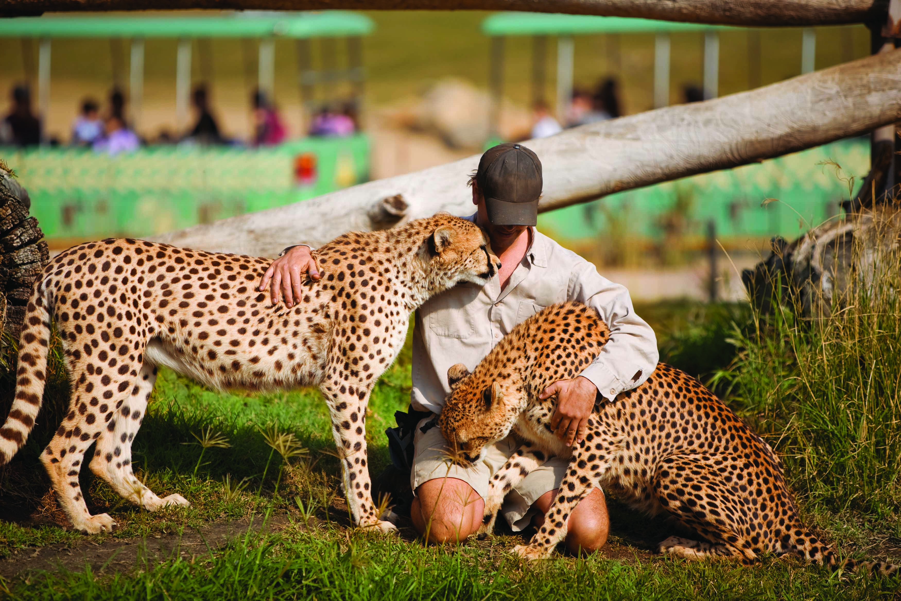 Cape Town Pet a Cheetah