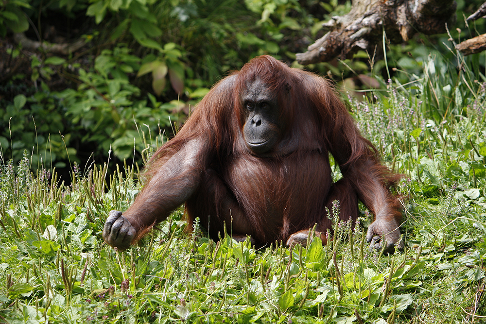 Dublin Zoo