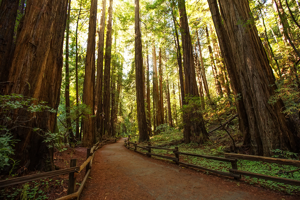 Muir Woods