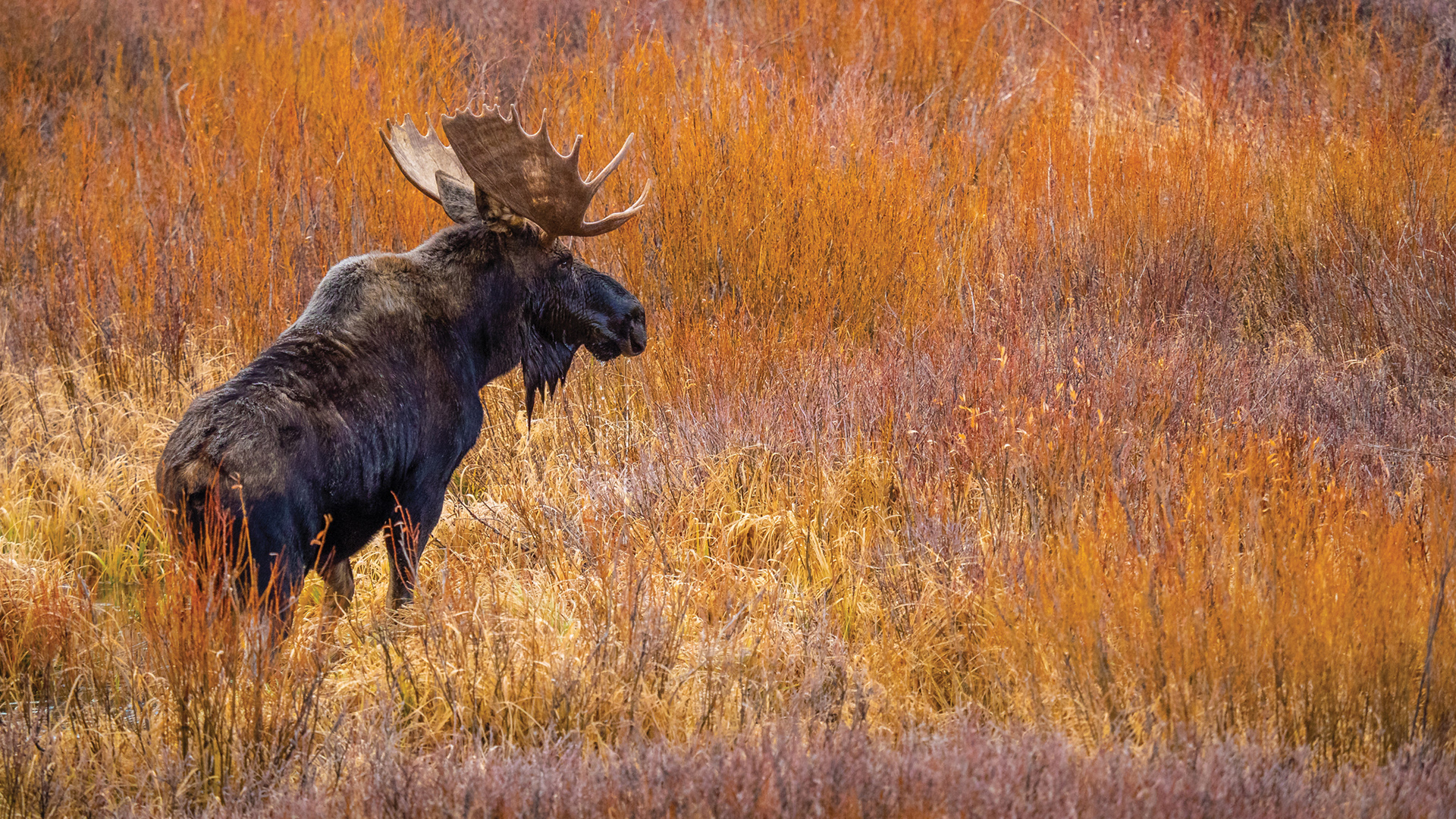 A majestic moose