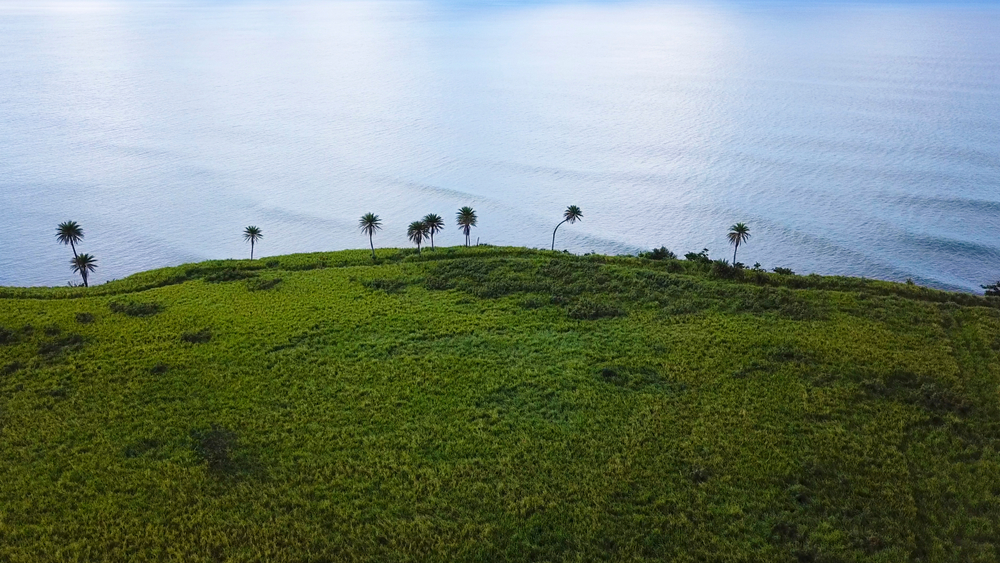 St. Kitts sugar cane fields